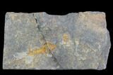 Unidentified Eocrinoid Fossil - Morocco #102849-1